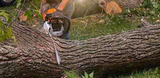 Tree and Shrub Care in Deming, NM