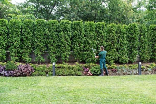 Best Fruit Tree Pruning  in Deming, NM