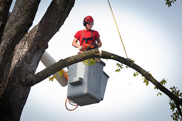 Best Commercial Tree Services  in Deming, NM