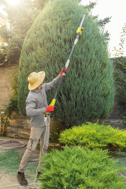 Best Sod Installation  in Deming, NM