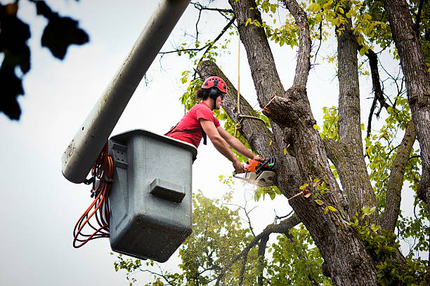 Best Tree Mulching  in Deming, NM